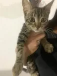 Giovana