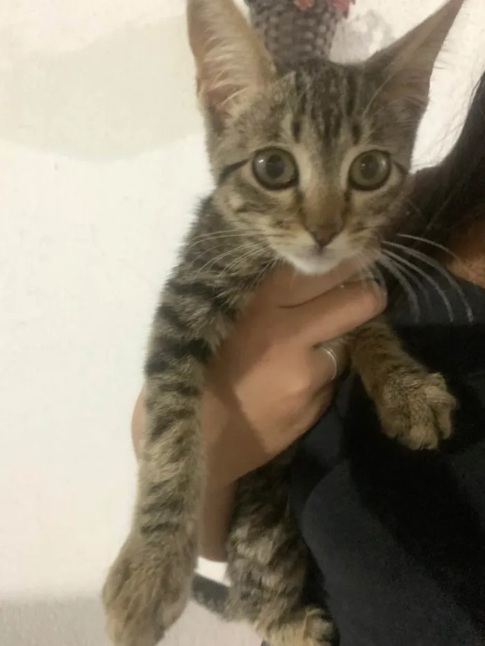 Gato raça SRD-ViraLata idade 2 a 6 meses nome Giovana