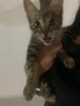 Giovana