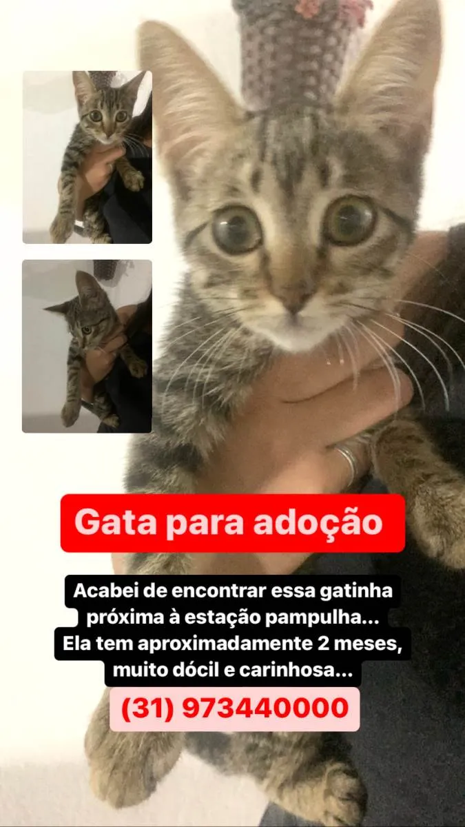 Gato raça SRD-ViraLata idade 2 a 6 meses nome Giovana