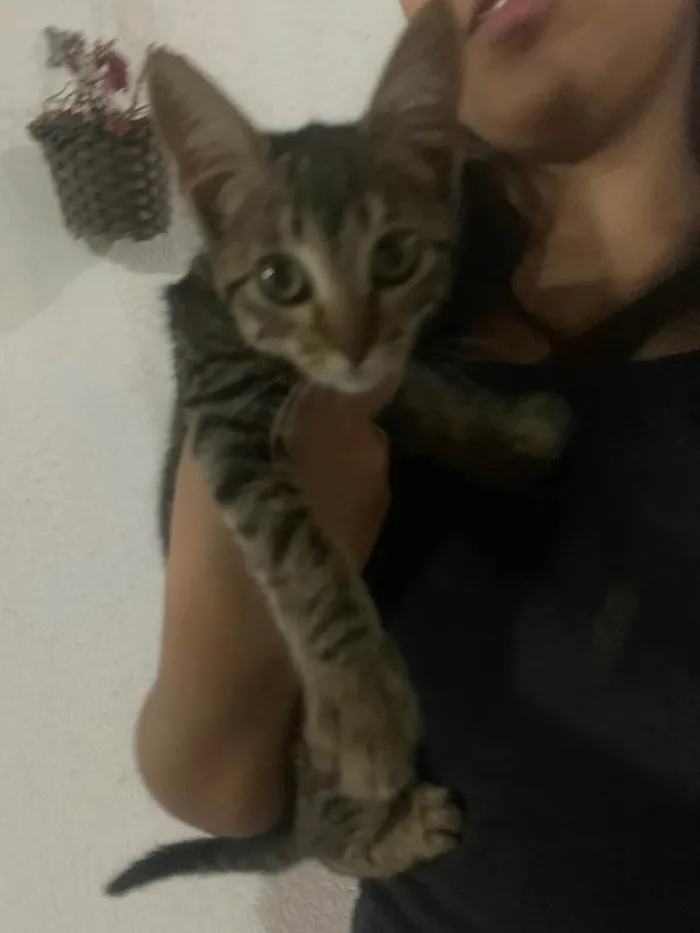 Gato raça SRD-ViraLata idade 2 a 6 meses nome Giovana
