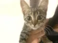 Giovana