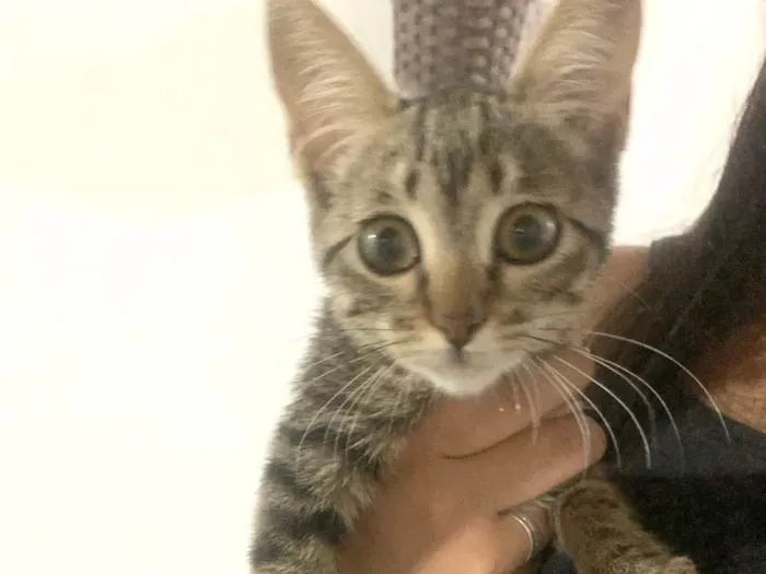Gato raça SRD-ViraLata idade 2 a 6 meses nome Giovana