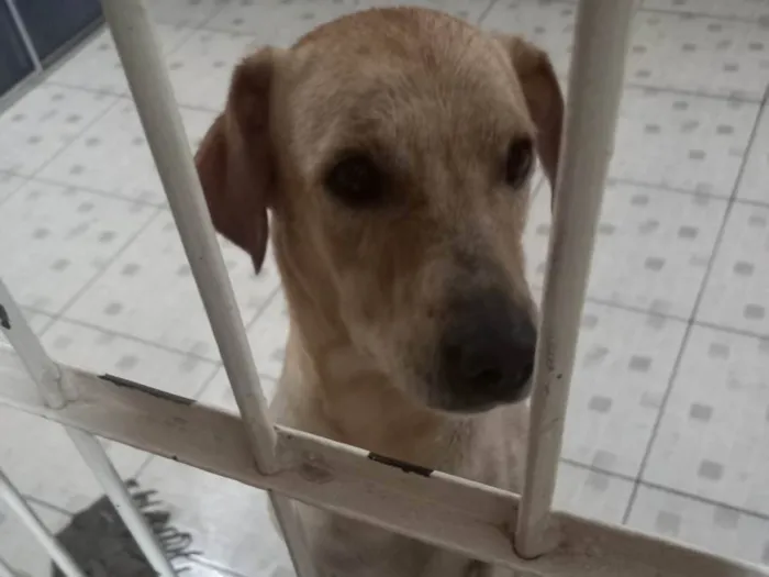 Cachorro ra a Labrador idade 2 anos nome Luke