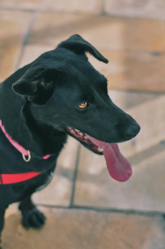 Cachorro ra a SRD-ViraLata idade 4 anos nome Nina