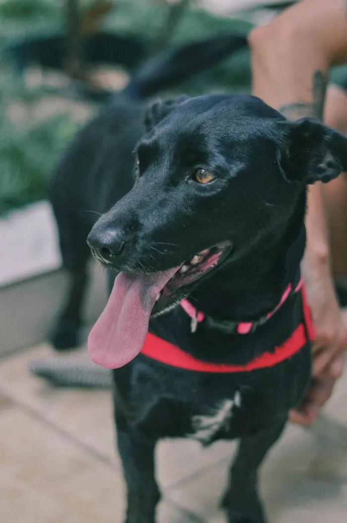 Cachorro ra a SRD-ViraLata idade 4 anos nome Nina