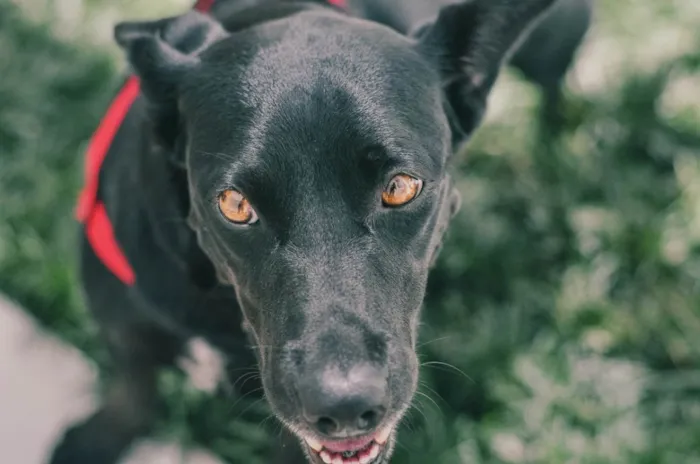 Cachorro ra a SRD-ViraLata idade 4 anos nome Nina