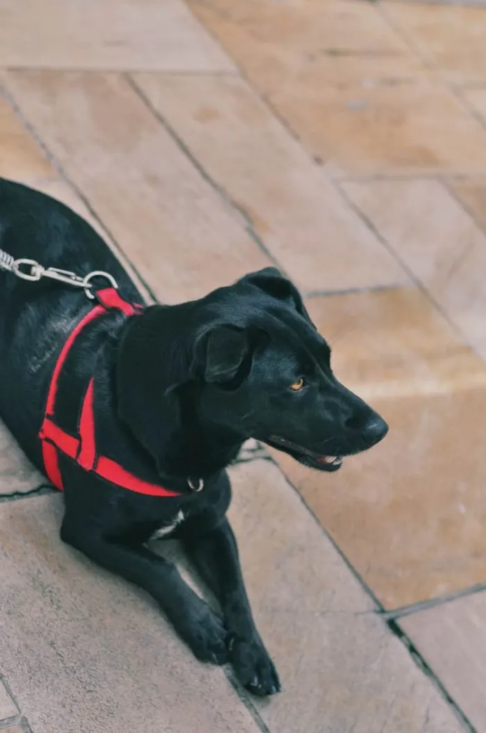 Cachorro ra a SRD-ViraLata idade 4 anos nome Nina