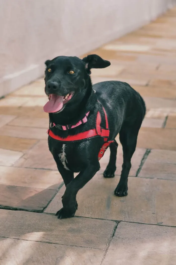 Cachorro ra a SRD-ViraLata idade 4 anos nome Nina