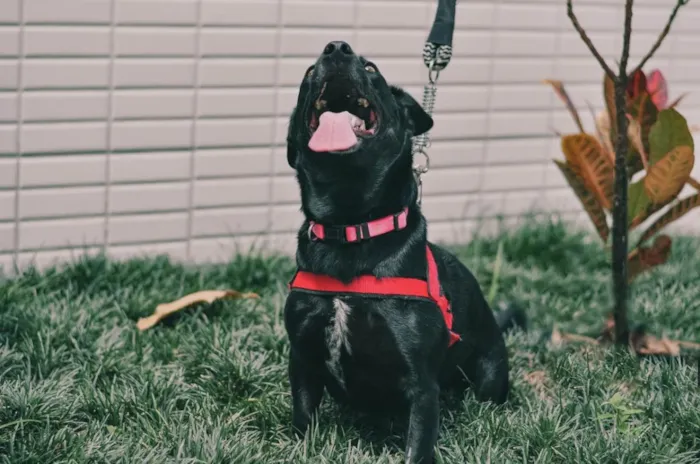 Cachorro ra a SRD-ViraLata idade 4 anos nome Nina