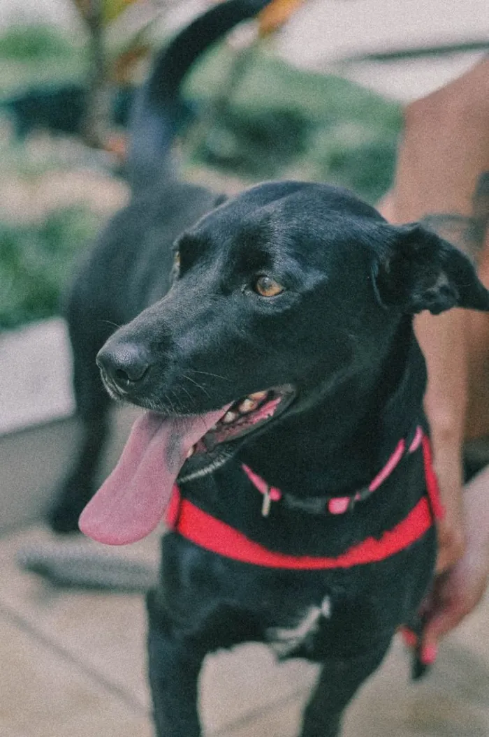 Cachorro ra a SRD-ViraLata idade 4 anos nome Nina