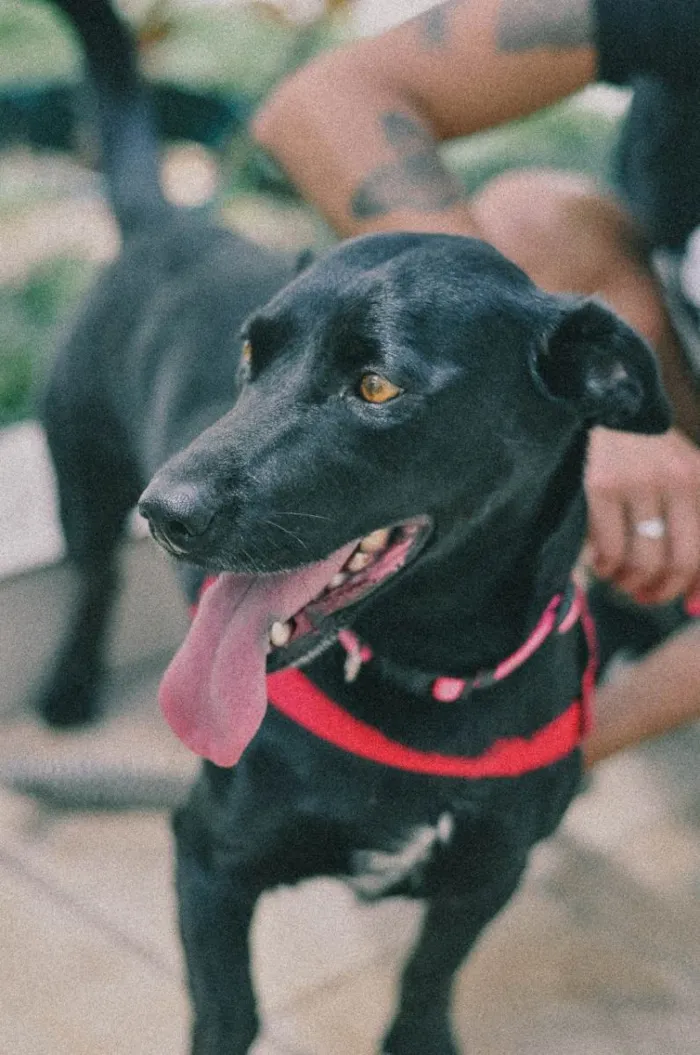 Cachorro ra a SRD-ViraLata idade 4 anos nome Nina