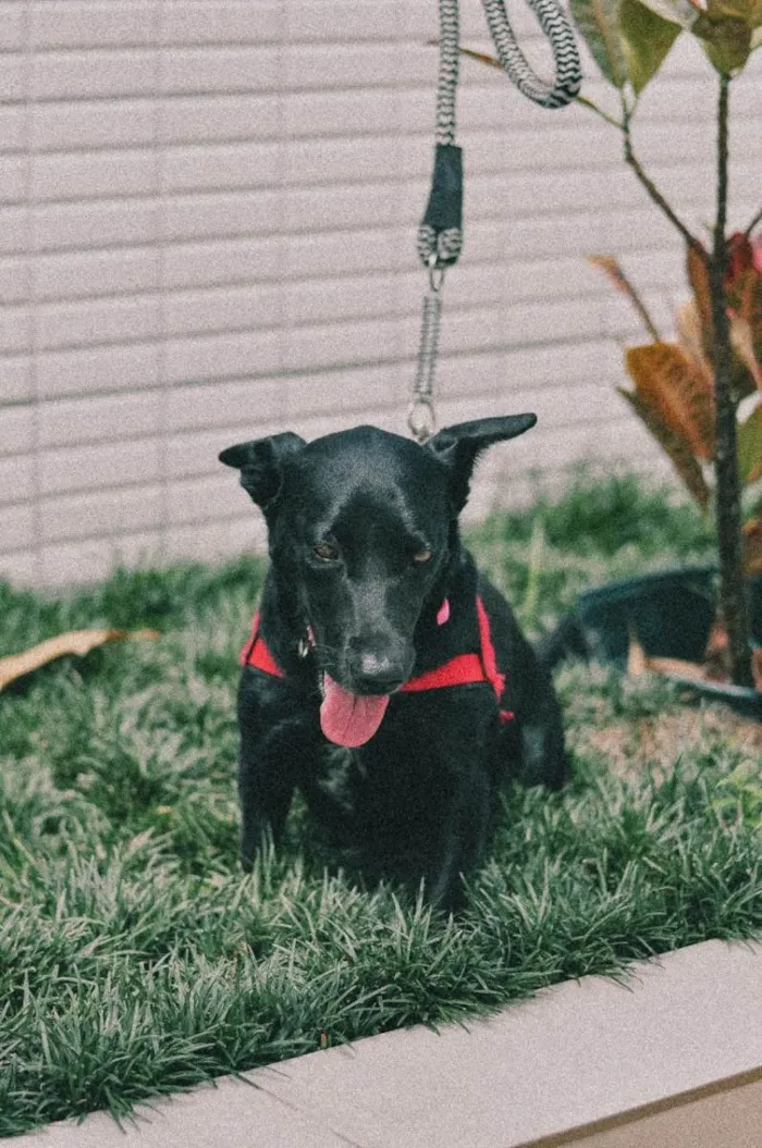 Cachorro ra a SRD-ViraLata idade 4 anos nome Nina