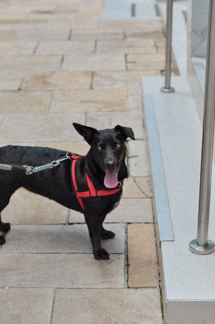 Cachorro ra a SRD-ViraLata idade 4 anos nome Nina