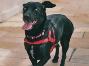 Cachorro raça SRD-ViraLata idade 4 anos nome Nina