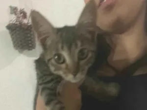 Gato raça SRD-ViraLata idade 2 a 6 meses nome Giovana
