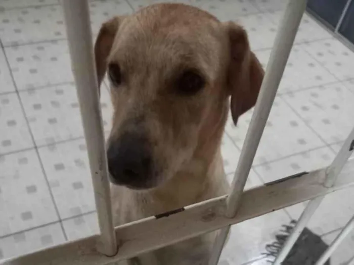 Cachorro ra a Labrador idade 2 anos nome Luke