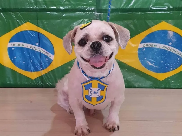 Cachorro raça Shitzu idade 6 ou mais anos nome Nenem 