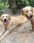 Cachorro raça Golden idade 2 anos nome Lena