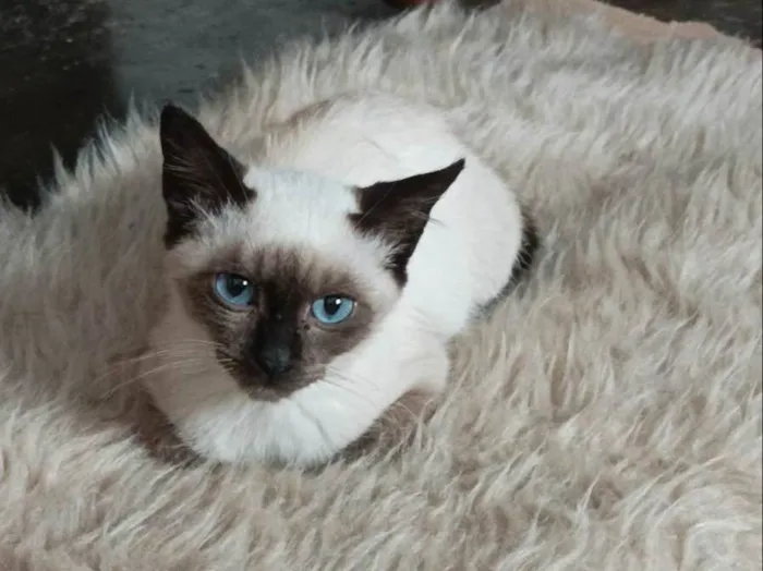 Gato raça SRD-ViraLata idade Abaixo de 2 meses nome Otavio