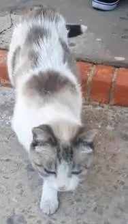 Gato ra a SRD-ViraLata idade 1 ano nome Sem nome