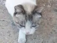Gato raça SRD-ViraLata idade 1 ano nome Sem nome