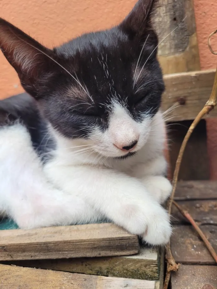 Gato ra a  idade Abaixo de 2 meses nome Gatitos para adoção 