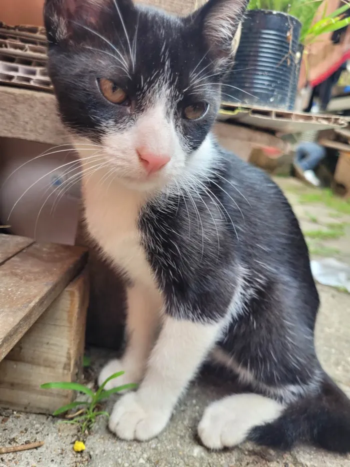 Gato ra a  idade Abaixo de 2 meses nome Gatitos para adoção 