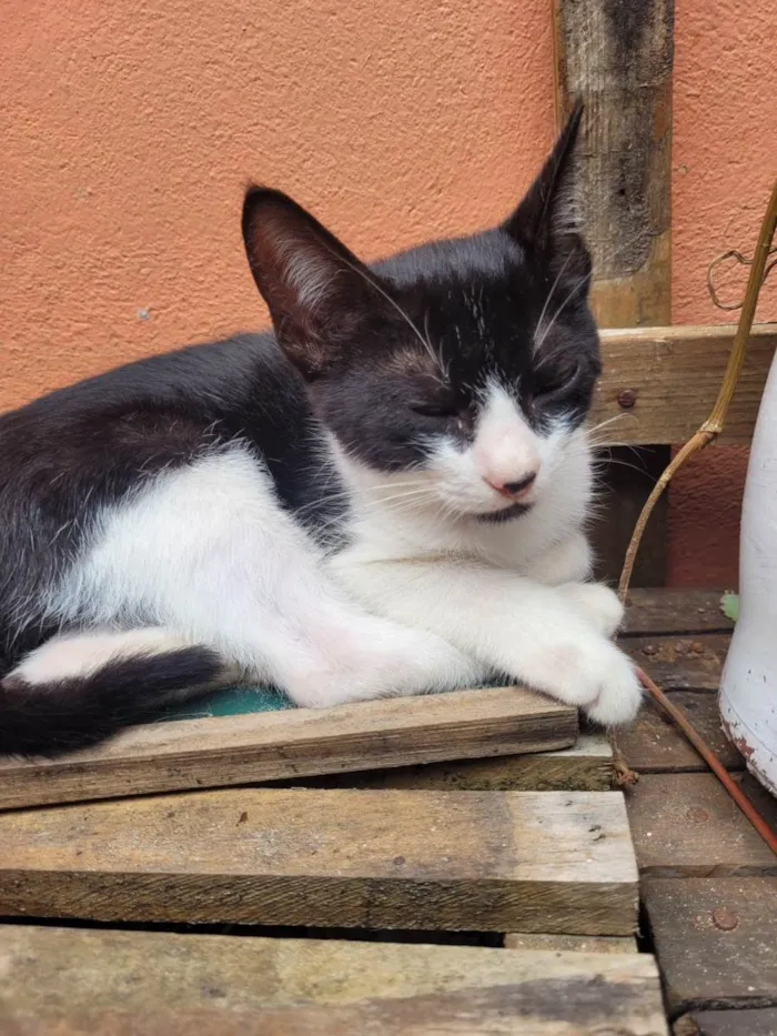 Gato ra a  idade Abaixo de 2 meses nome Gatitos para adoção 