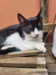 Gatitos para adoção