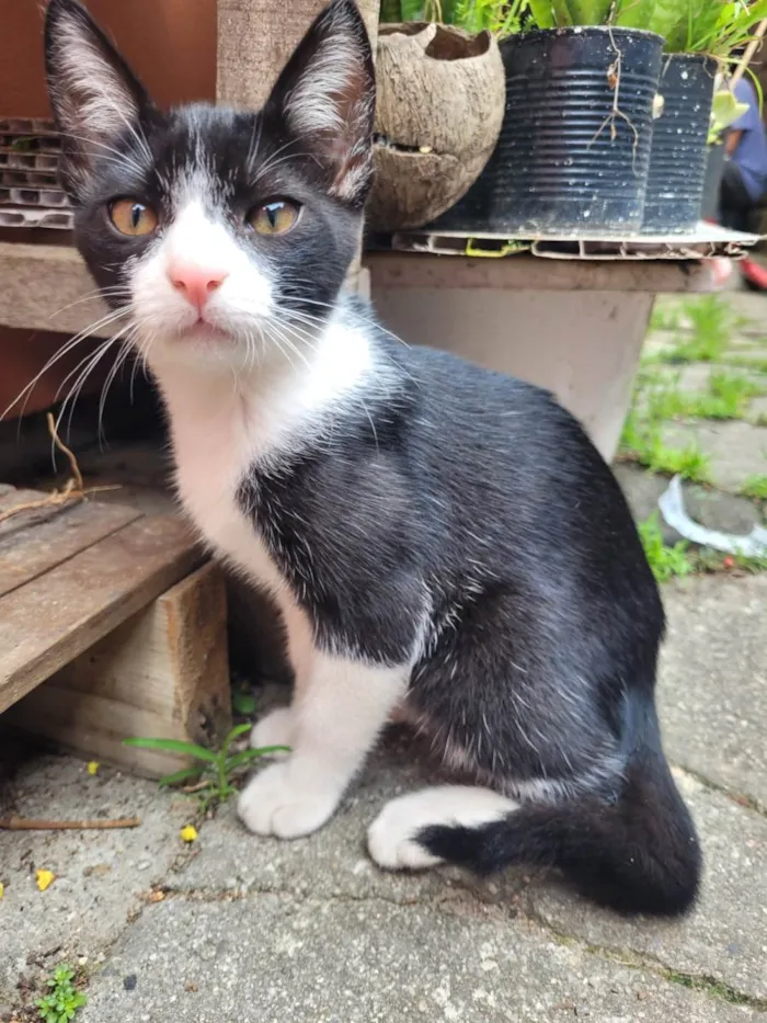 Gato ra a  idade Abaixo de 2 meses nome Gatitos para adoção 