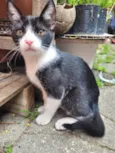 Gatitos para adoção