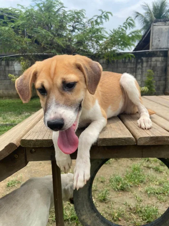Cachorro ra a SRD-ViraLata idade 2 a 6 meses nome CHIQUINHA