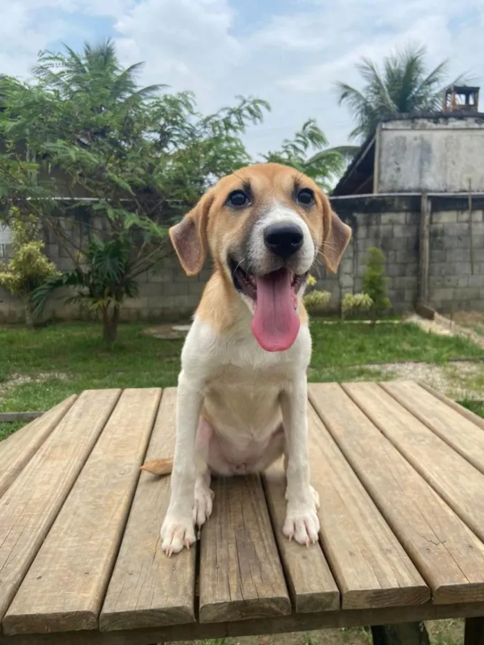 Cachorro ra a SRD-ViraLata idade 2 a 6 meses nome CHIQUINHA