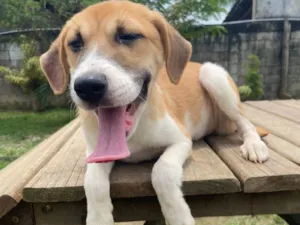 Cachorro raça SRD-ViraLata idade 2 a 6 meses nome CHIQUINHA