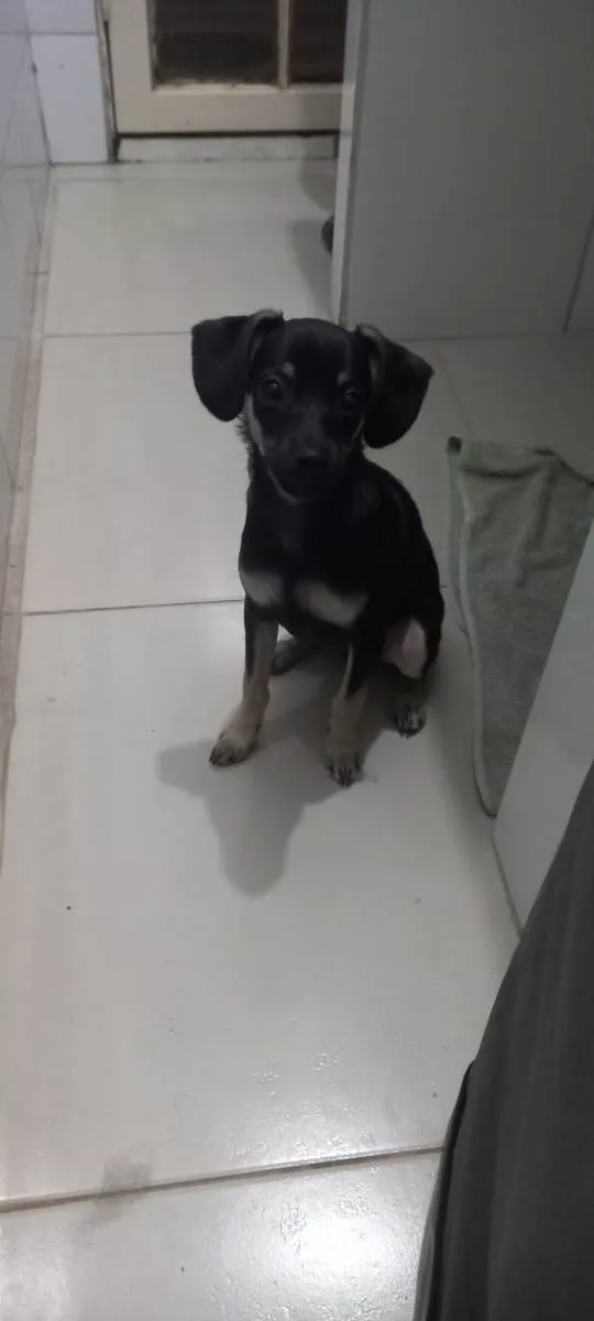 Cachorro ra a Pinscher idade 2 a 6 meses nome Não tem