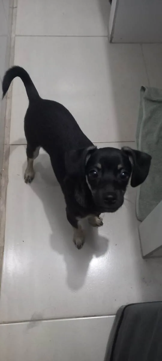 Cachorro ra a Pinscher idade 2 a 6 meses nome Não tem