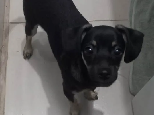 Cachorro ra a Pinscher idade 2 a 6 meses nome Não tem