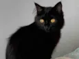 Lua