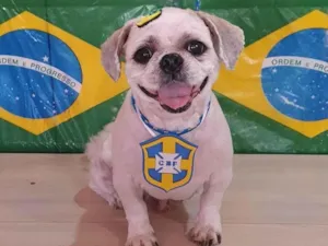 Cachorro raça Shitzu idade 6 ou mais anos nome Nenem 