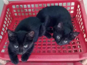 Gato raça Srd idade 2 a 6 meses nome Bento&Bia