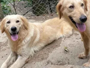 Cachorro raça Golden idade 2 anos nome Lena