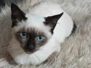 Gato raça SRD-ViraLata idade Abaixo de 2 meses nome Otavio