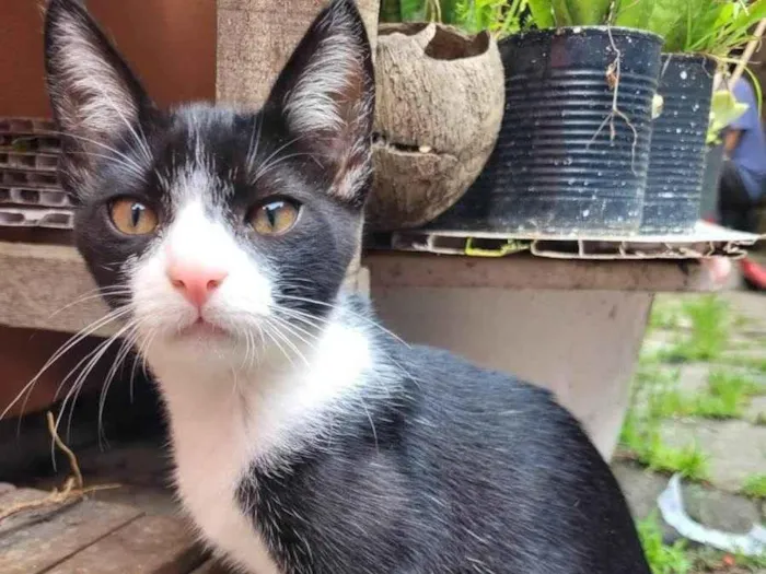 Gato ra a  idade Abaixo de 2 meses nome Gatitos para adoção 