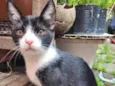Gatitos para adoção