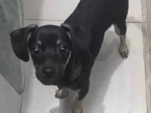 Cachorro raça Pinscher idade 2 a 6 meses nome Não tem