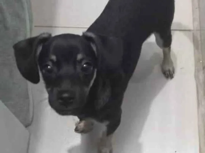 Cachorro ra a Pinscher idade 2 a 6 meses nome Não tem