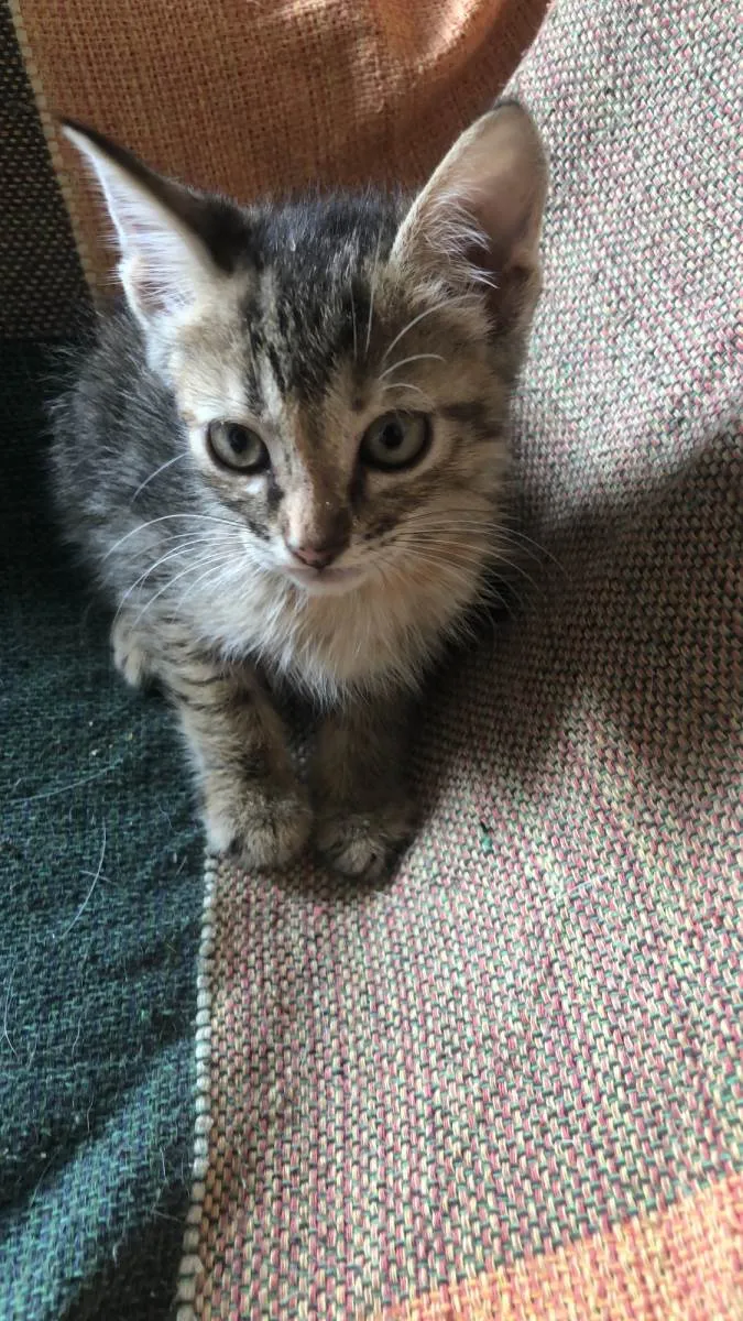 Gato ra a SRD-ViraLata idade 2 a 6 meses nome Ale