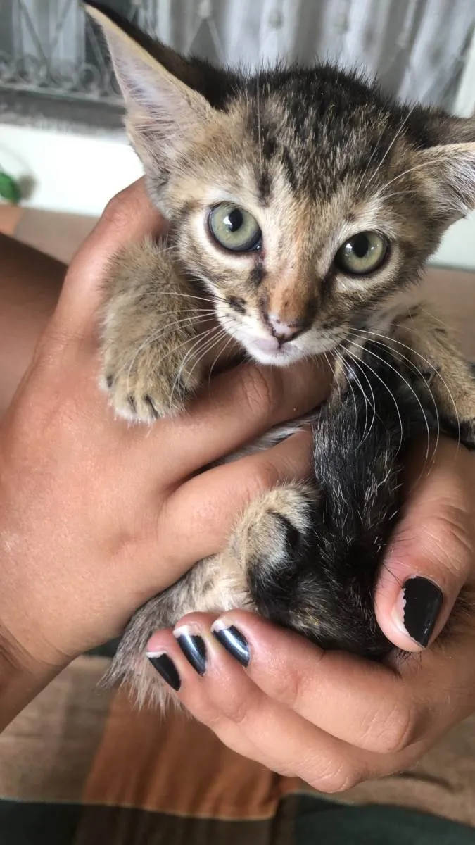 Gato ra a SRD-ViraLata idade 2 a 6 meses nome Ale