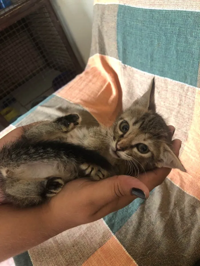 Gato ra a SRD-ViraLata idade 2 a 6 meses nome Ale